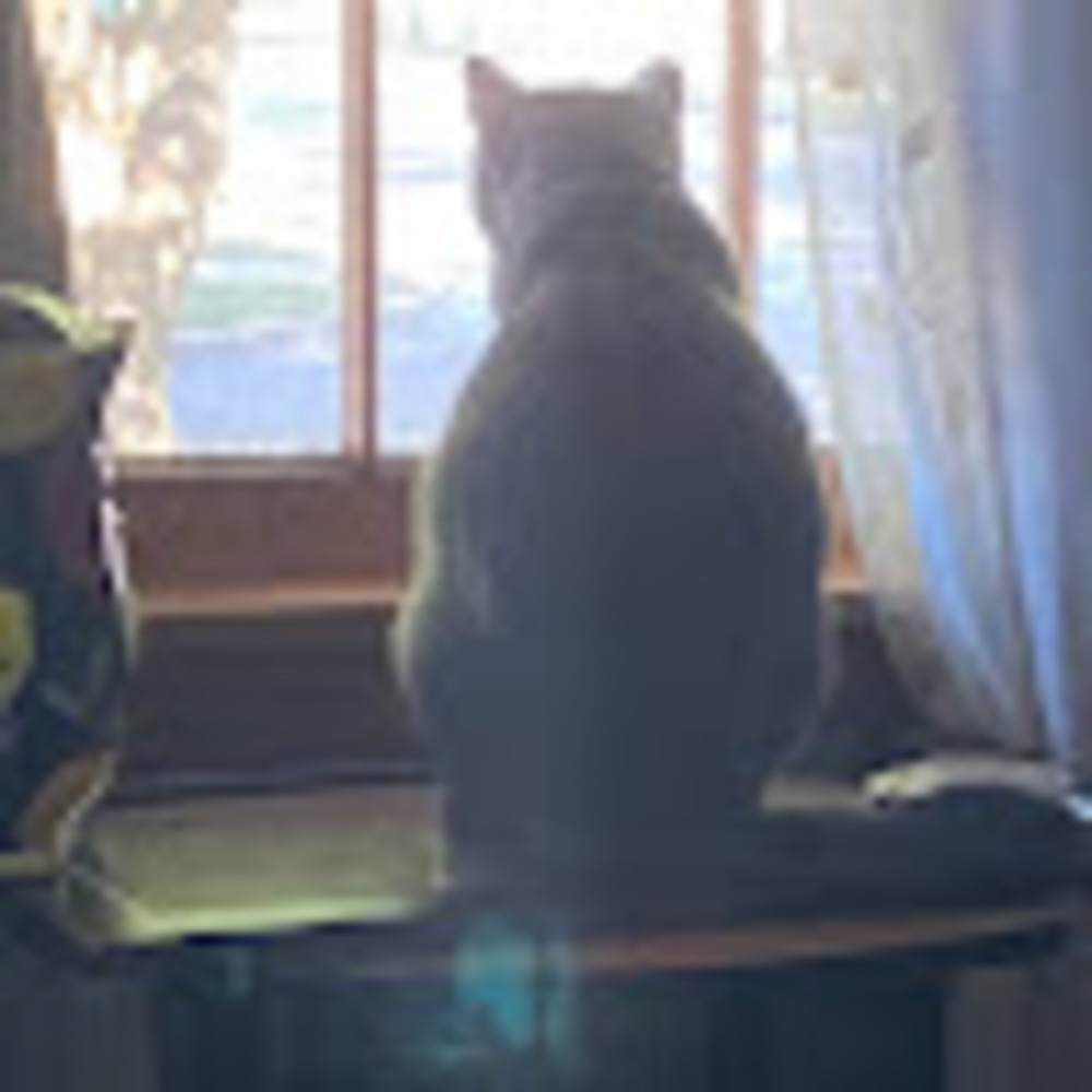 Meet your Posher, Emo cat
